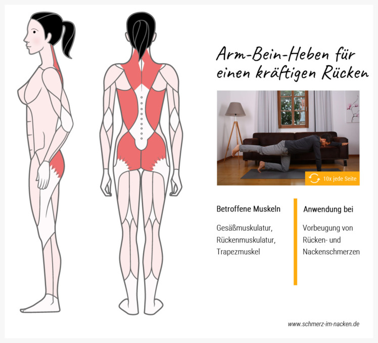 Im Vierfüsslerstand die Arme und Beine anzuheben stärkt den Rückenmuskel